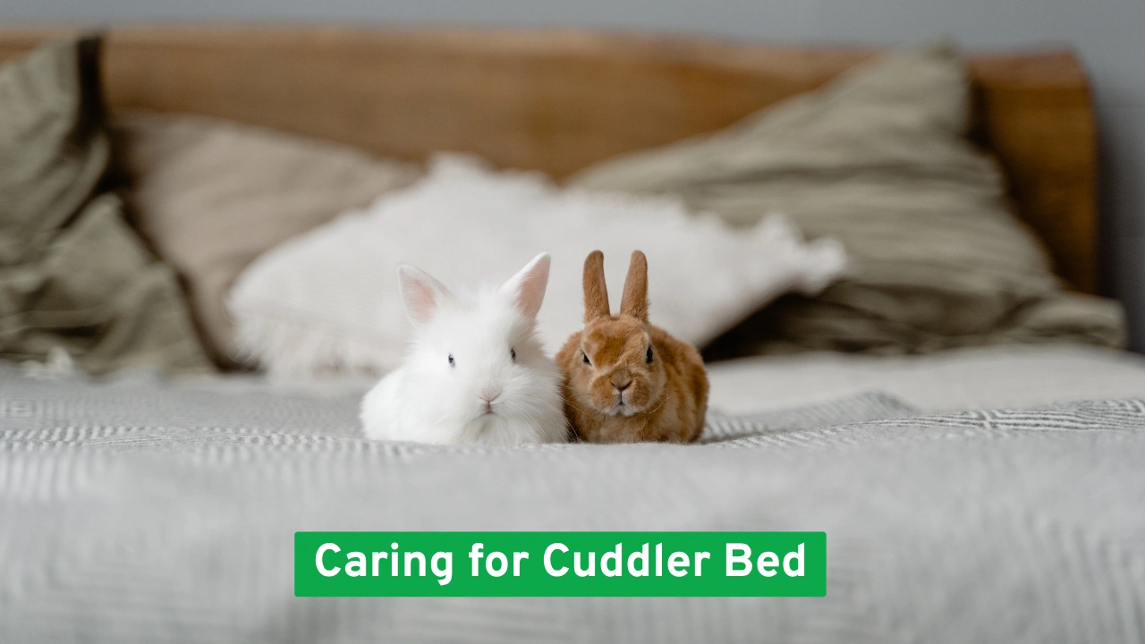 Caring for Cuddler Bed
